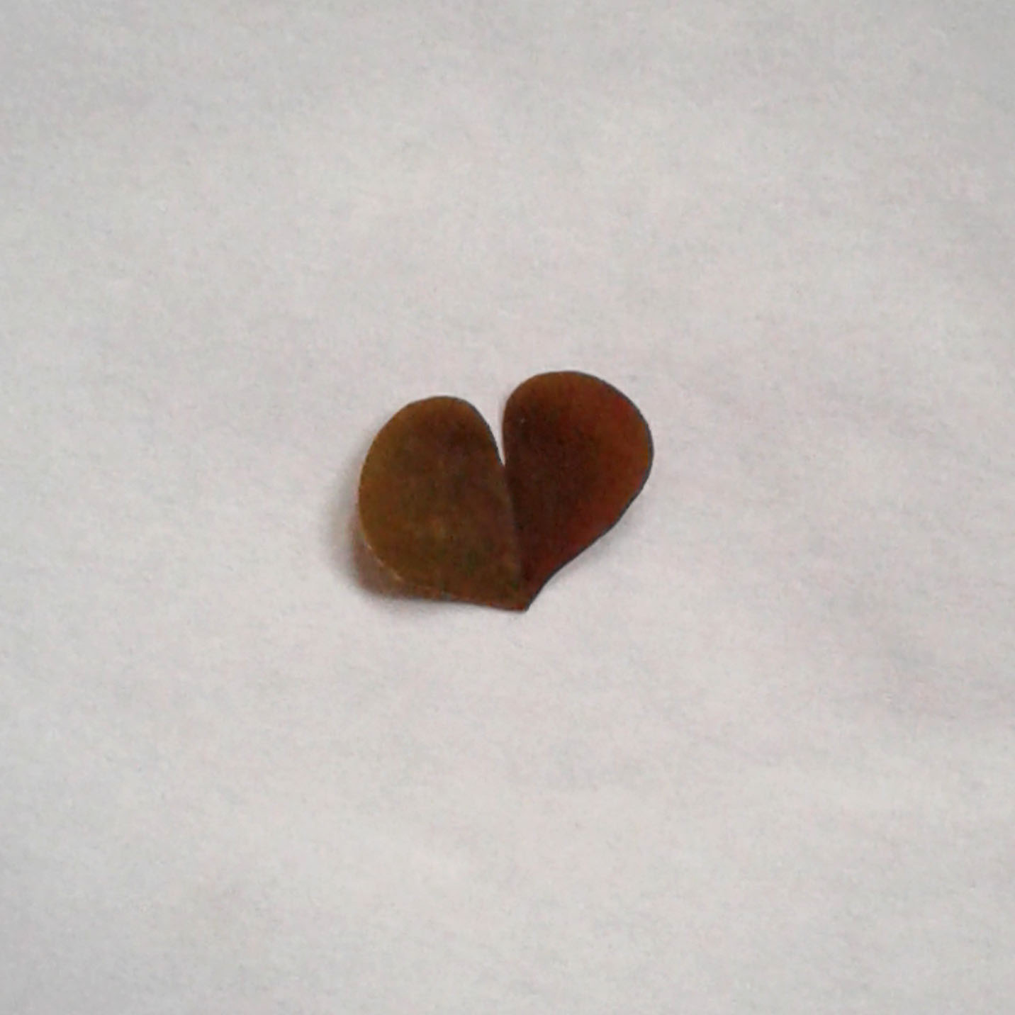 Annexe détail feuille.jpg