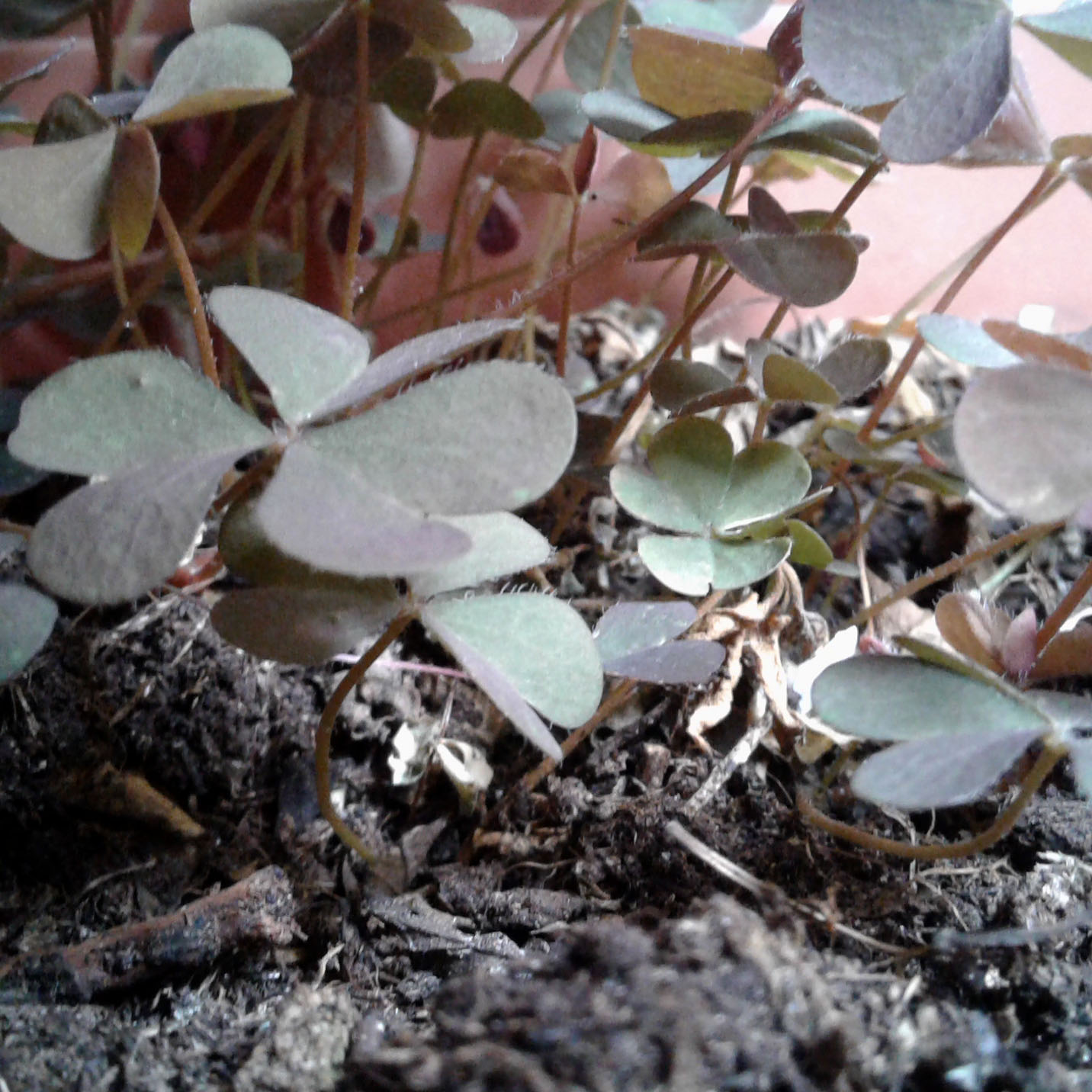 Annexe feuilles à la base.jpg