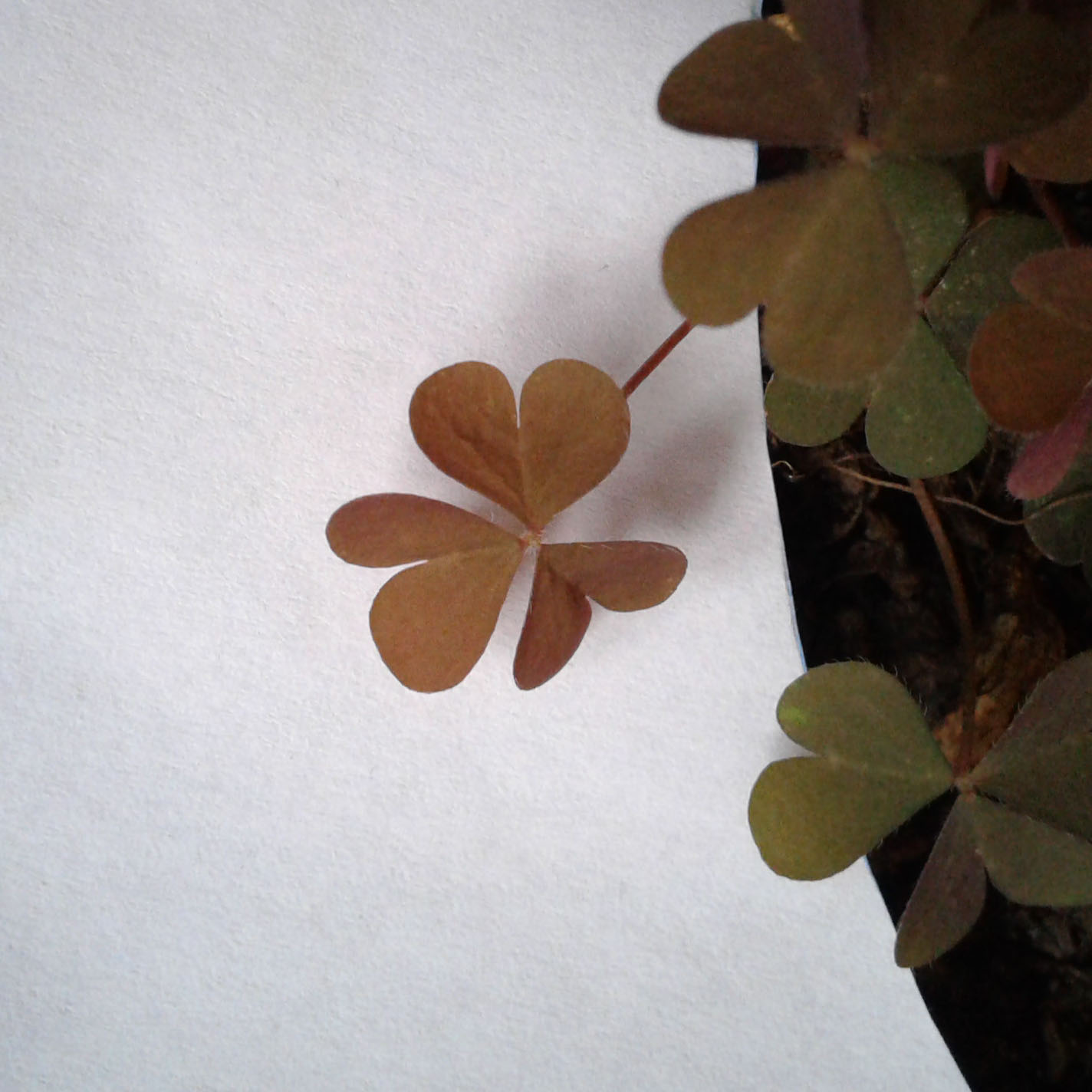 Annexe feuilles de la tige.jpg