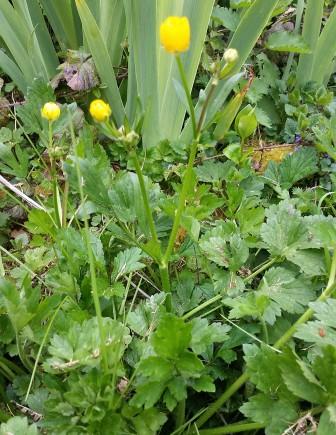 Annexe 20200329_123643 (1).jpg