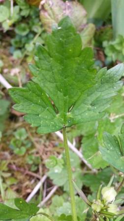 Annexe 20200329_123818.jpg