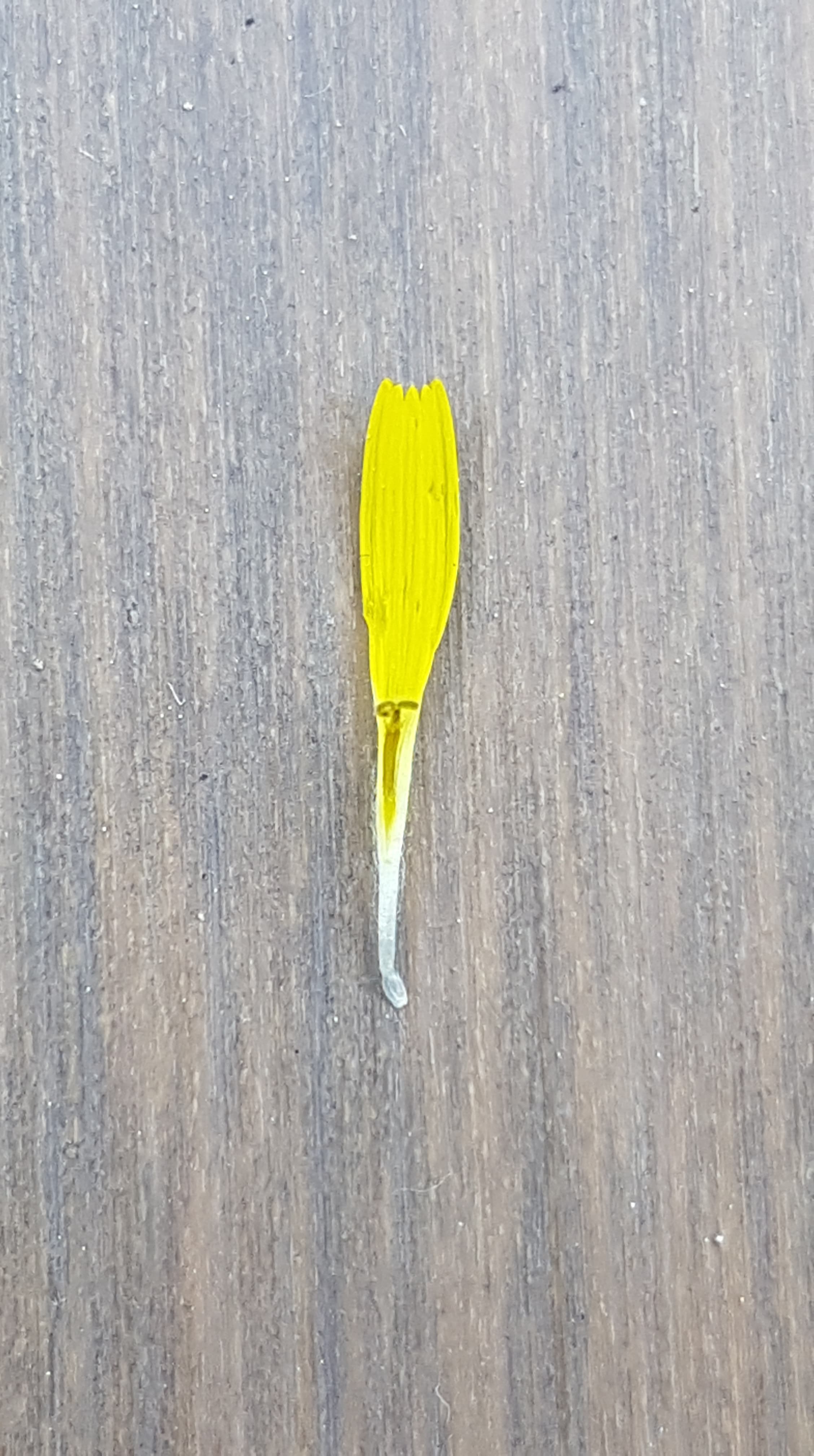 Annexe Fleur ligulée.jpg