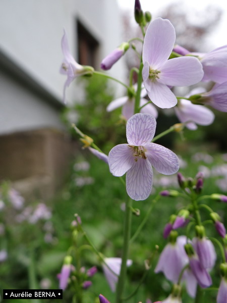 Annexe DSC06349 - Copie_resize.JPG