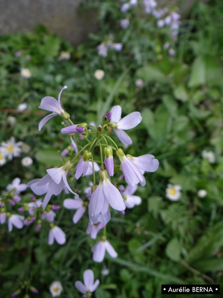 Annexe DSC06350 - Copie_resize.JPG