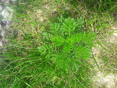 Annexe 91176786_522861085087349_1906501915013808128_n.jpg