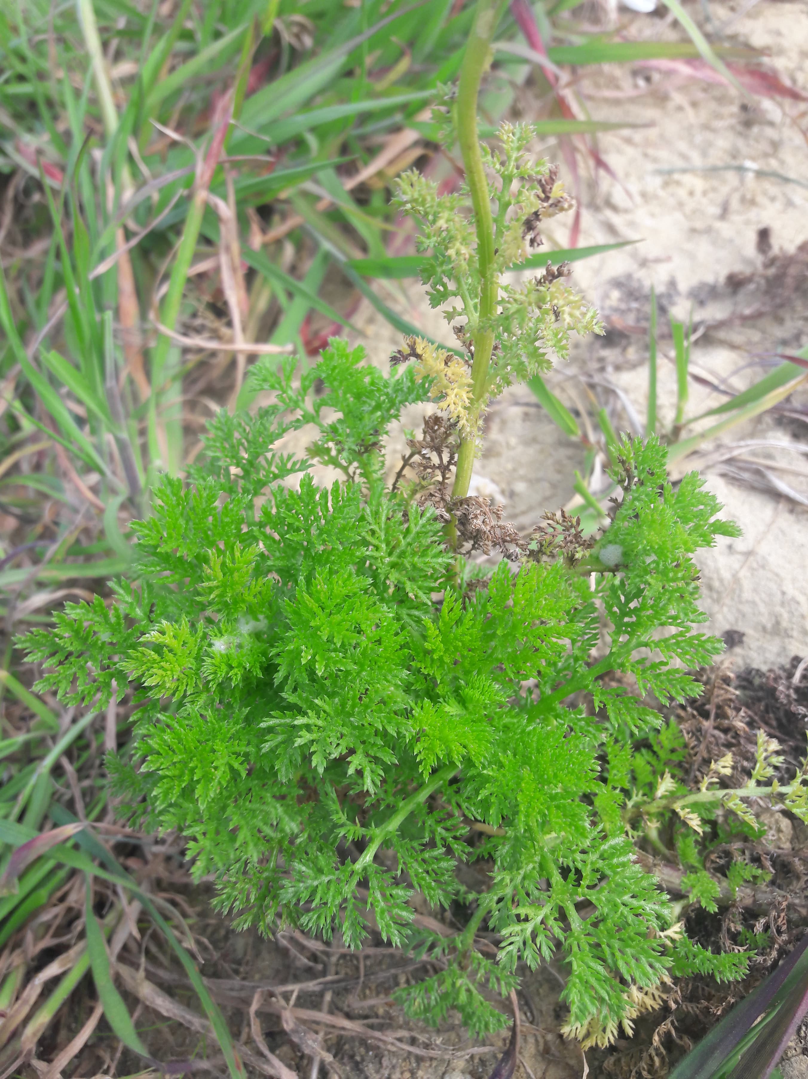 Annexe 91588976_1291782314352108_1098692912520101888_n.jpg