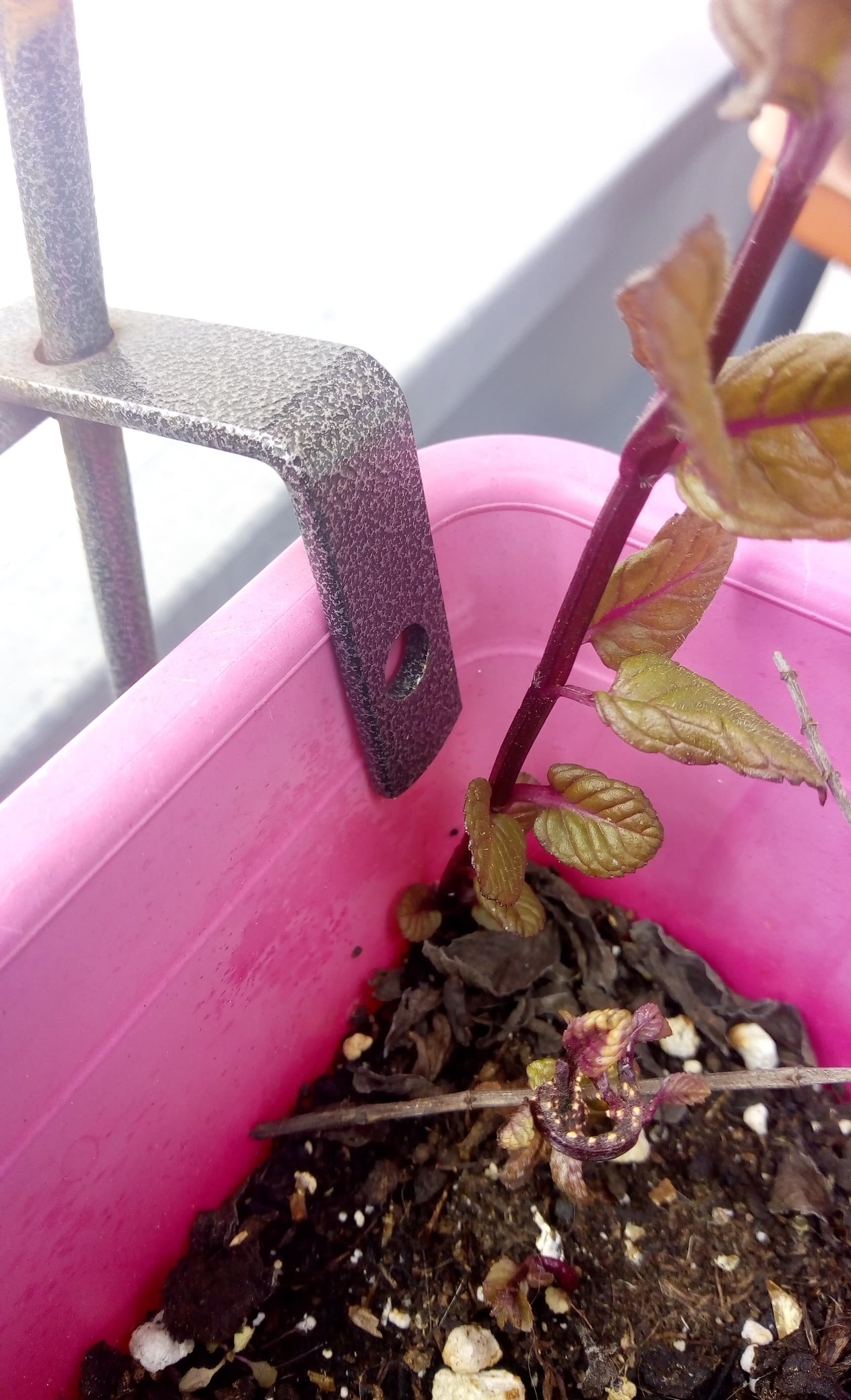 Annexe 91073719_512471672774253_7926736953679020032_n.jpg