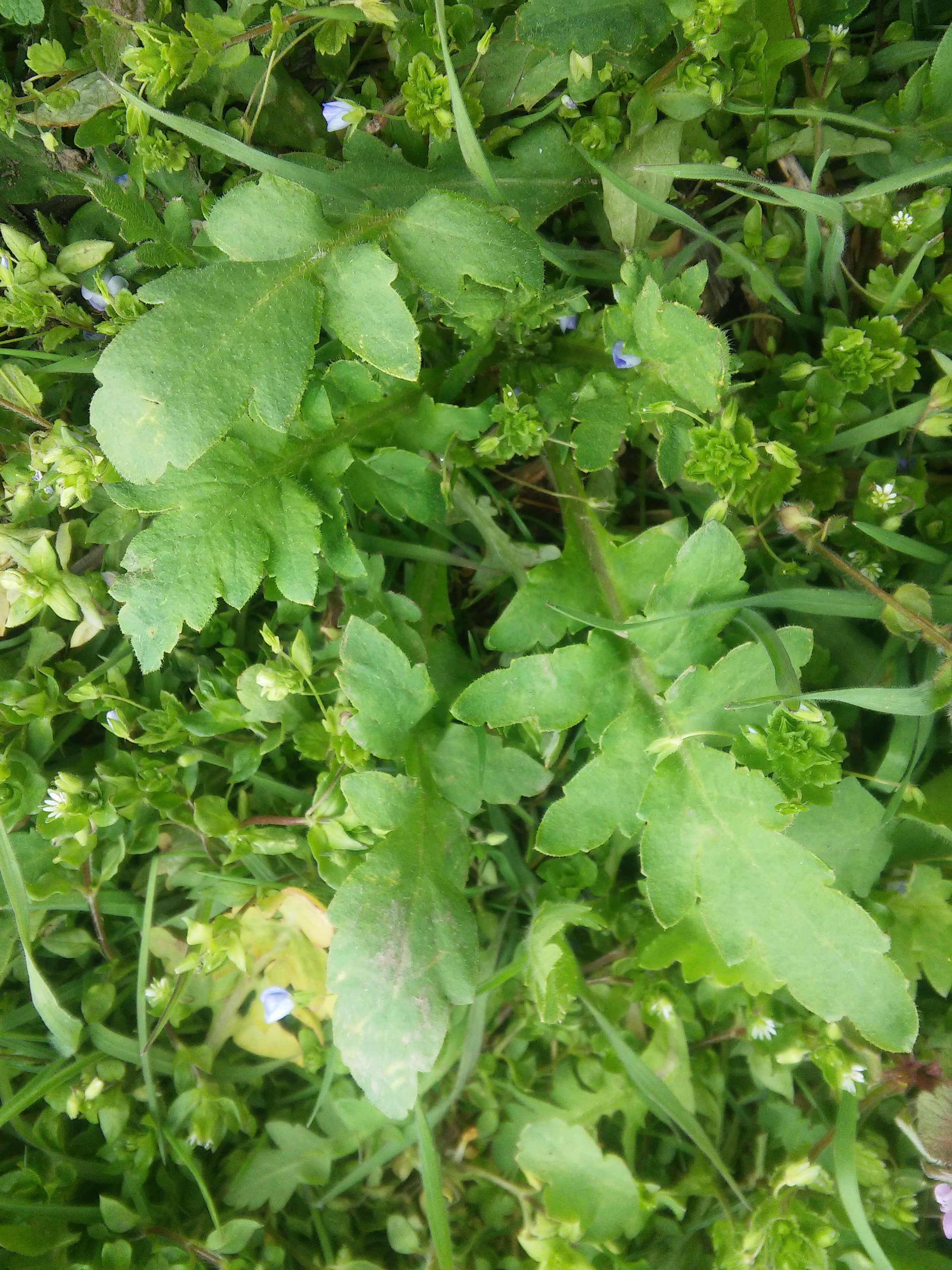 Annexe 20200329_151423-min.jpg