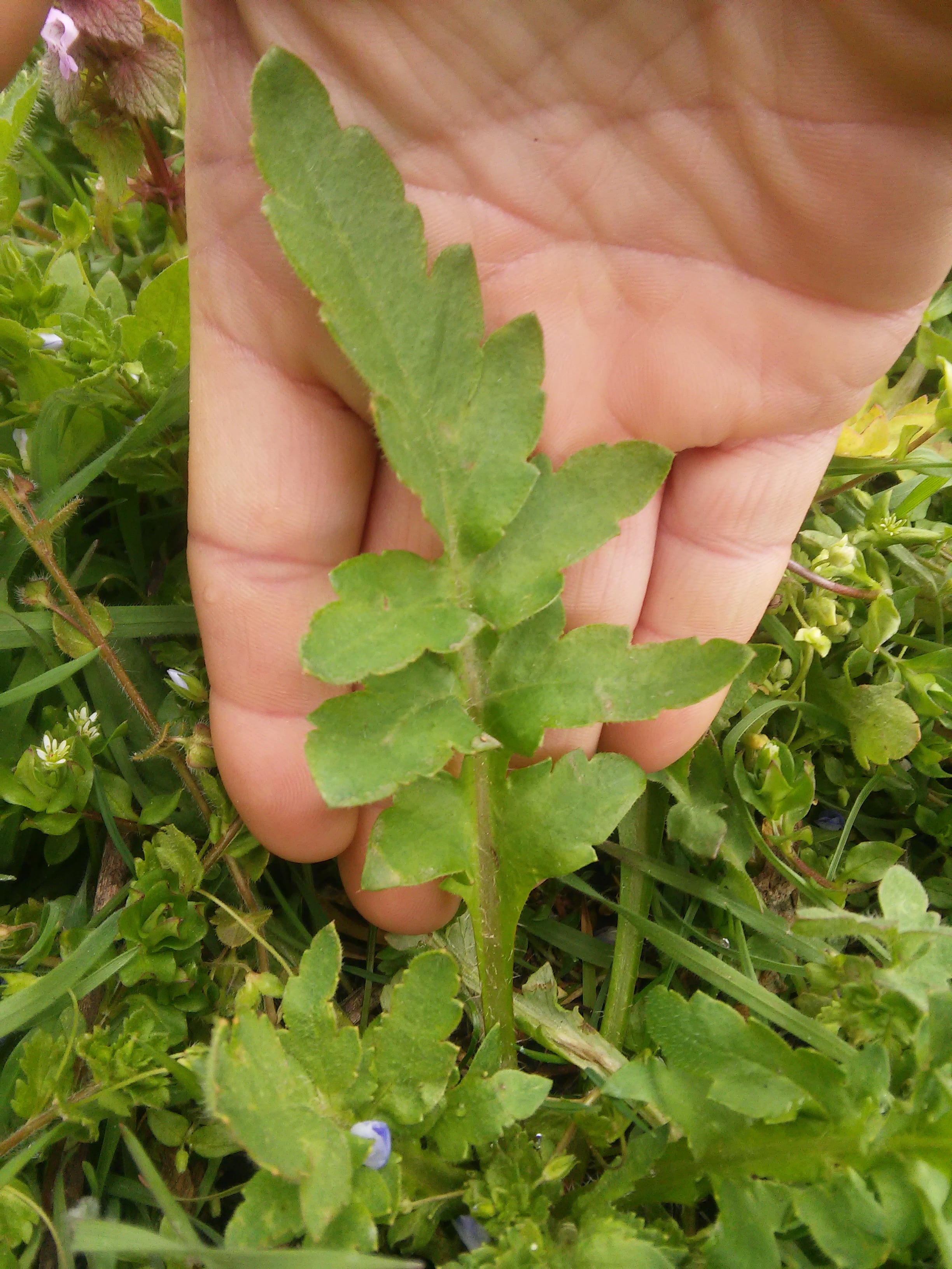 Annexe 20200329_151441-min.jpg