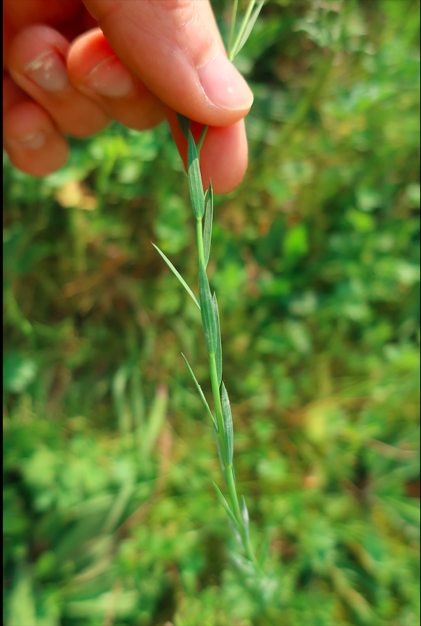 Annexe Capture d’écran 2020-03-29 à 15.34.12.png