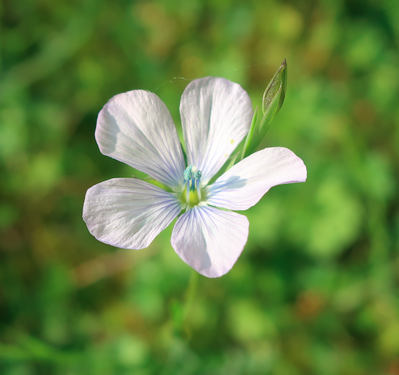 Annexe Capture d’écran 2020-03-29 à 15.38.21.png