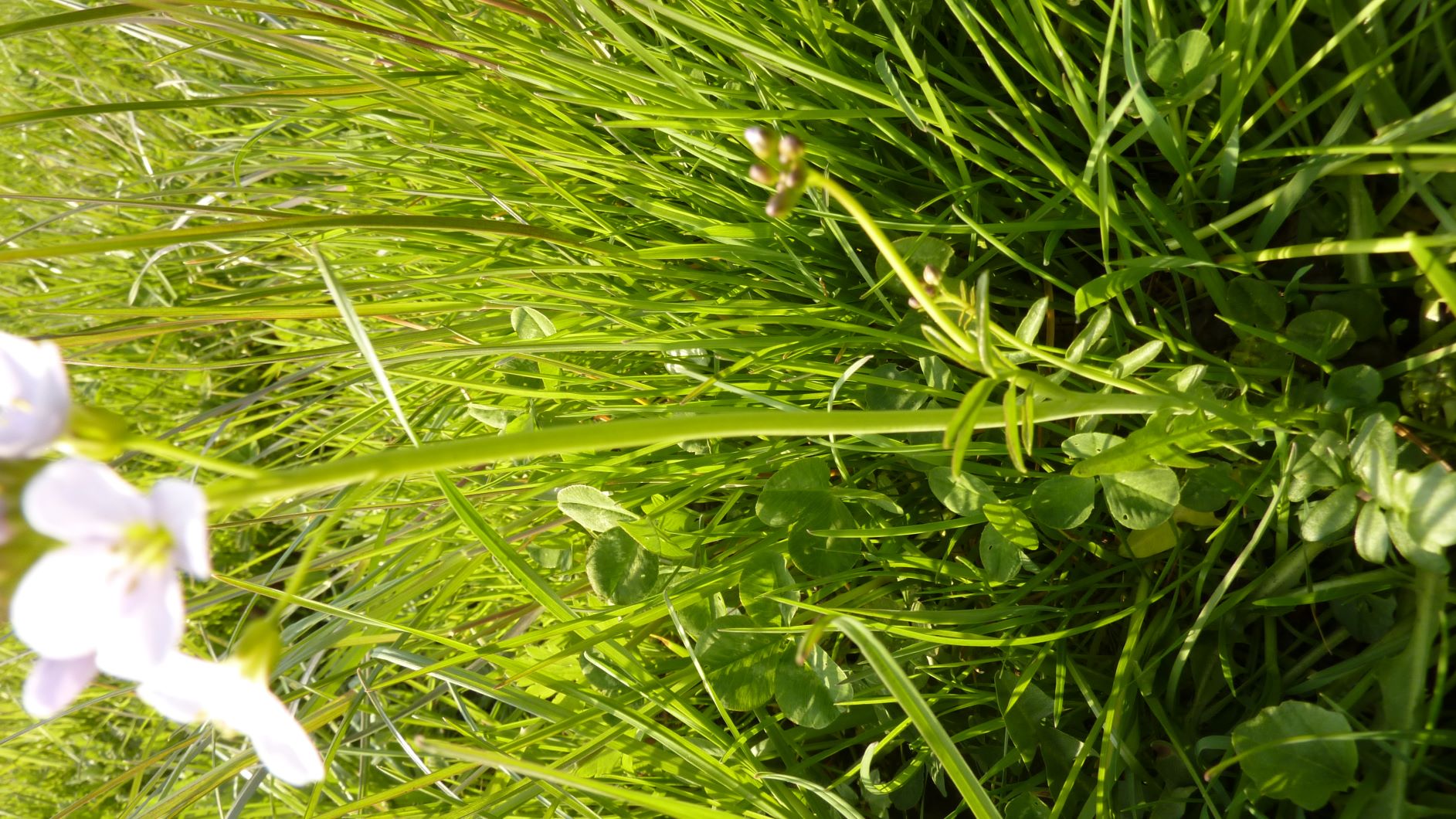 Annexe P1140504 modifiée.JPG