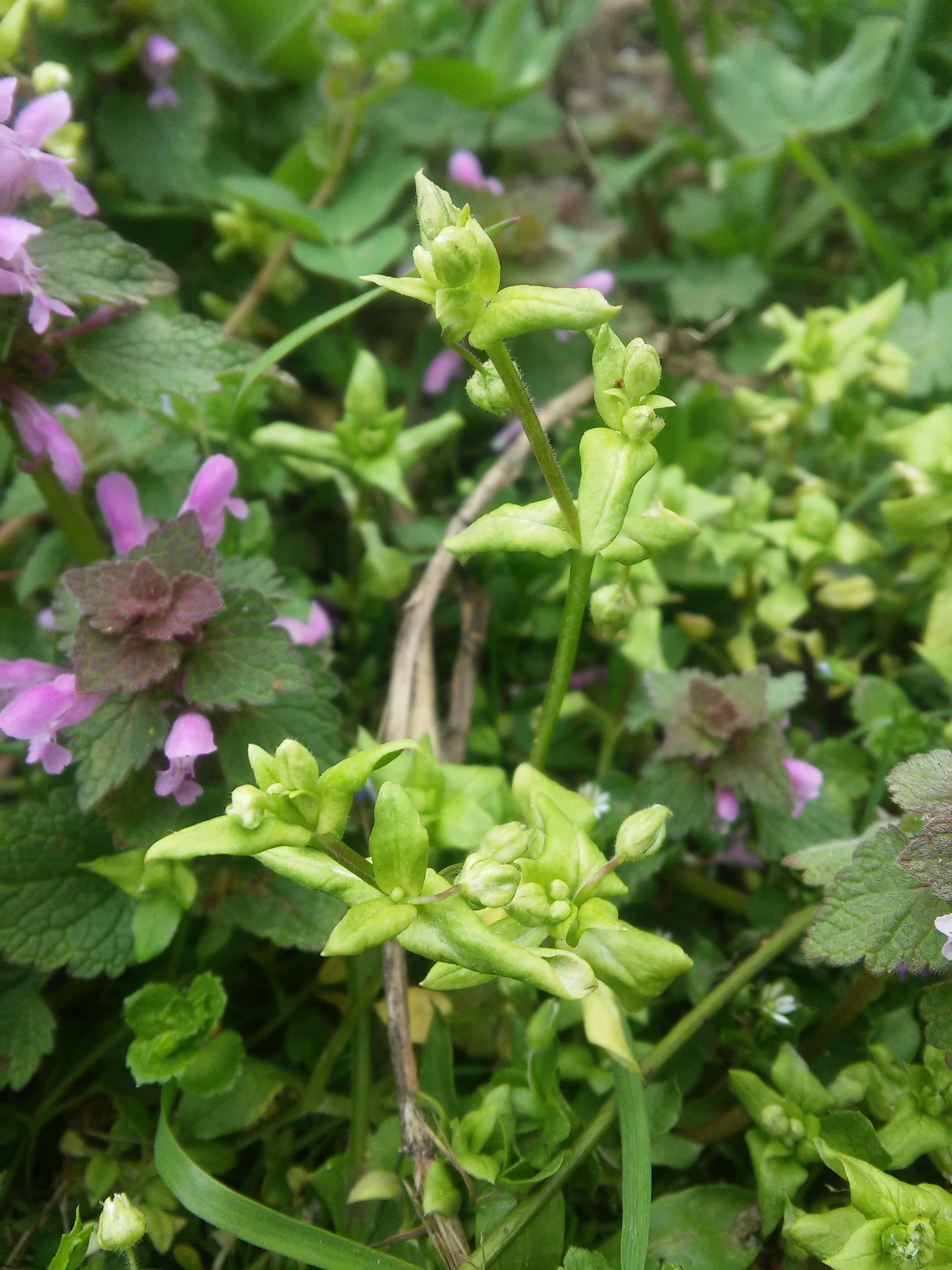 Annexe 20200329_151142-min.jpg