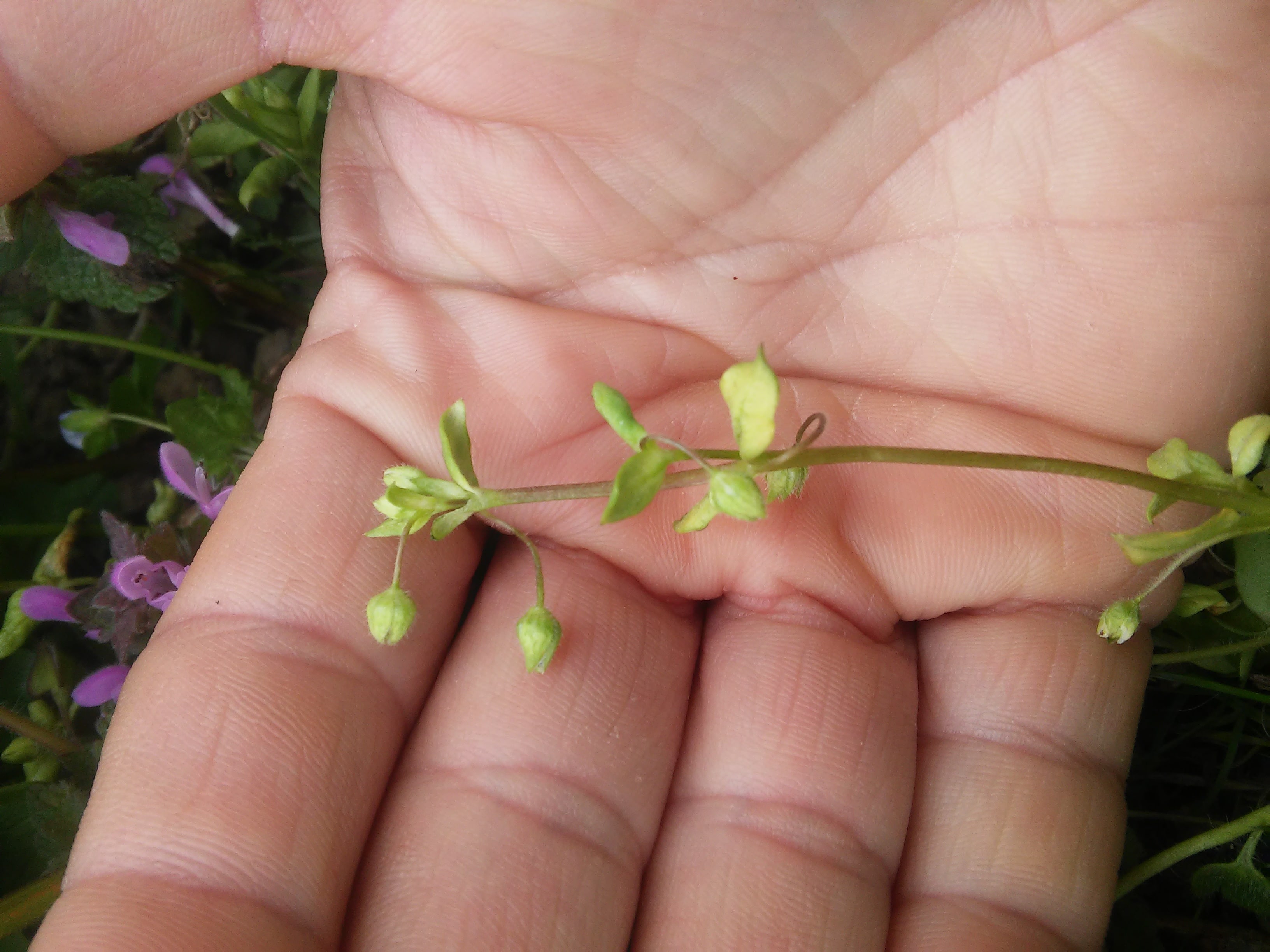 Annexe 20200329_151213-min.jpg