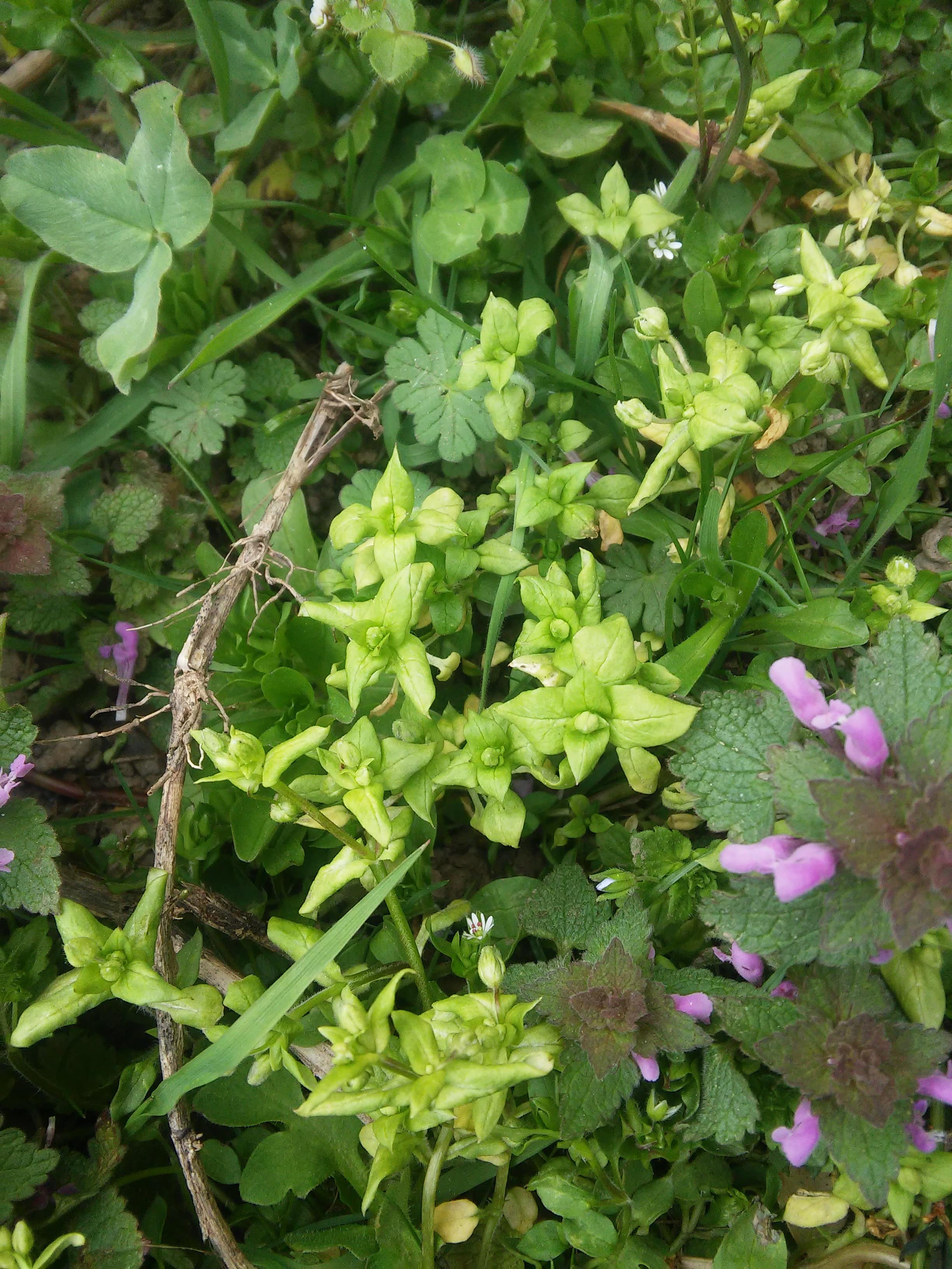 Annexe 20200329_151238-min.jpg