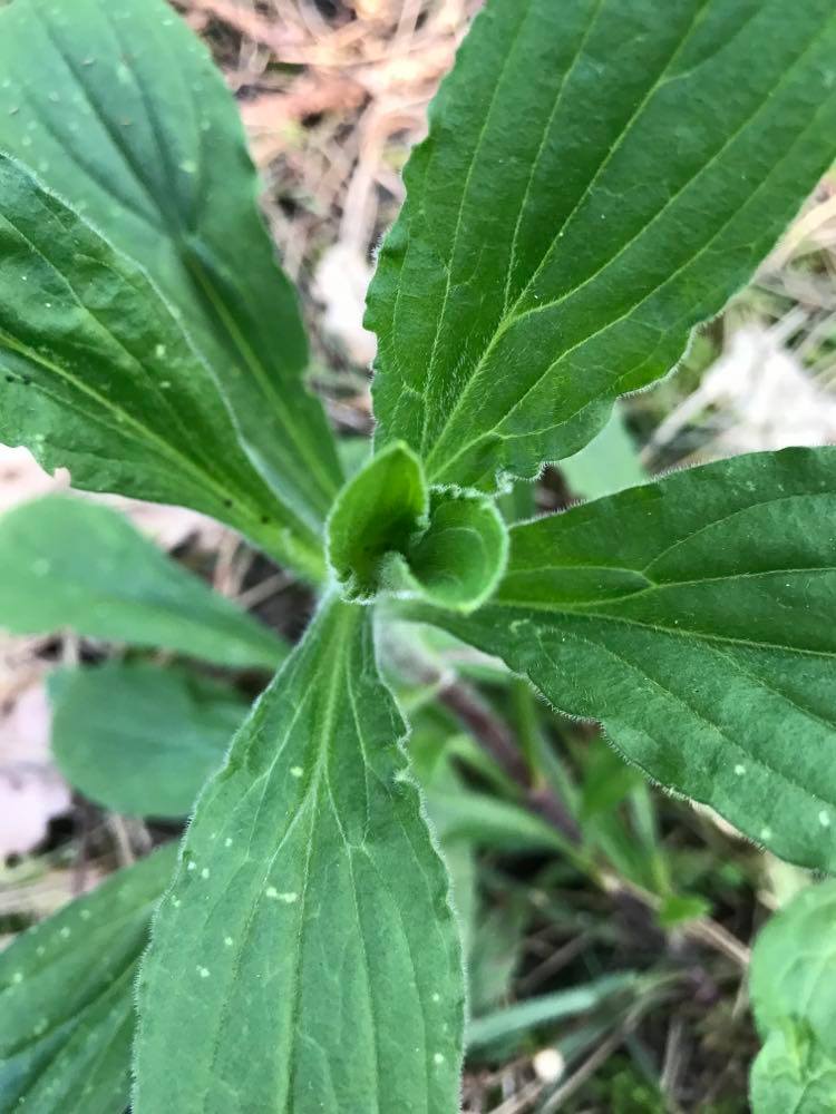 Annexe Silene latifolia vue de dessus.jpg