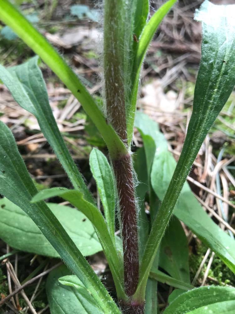 Annexe Silene latifolia vue de la tige.jpg