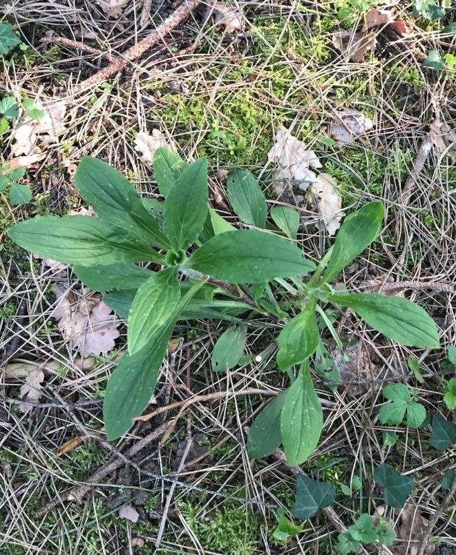 Annexe Silene latifolia vue globale.jpg