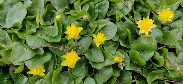 Annexe IMG_20200329_120100R.jpg