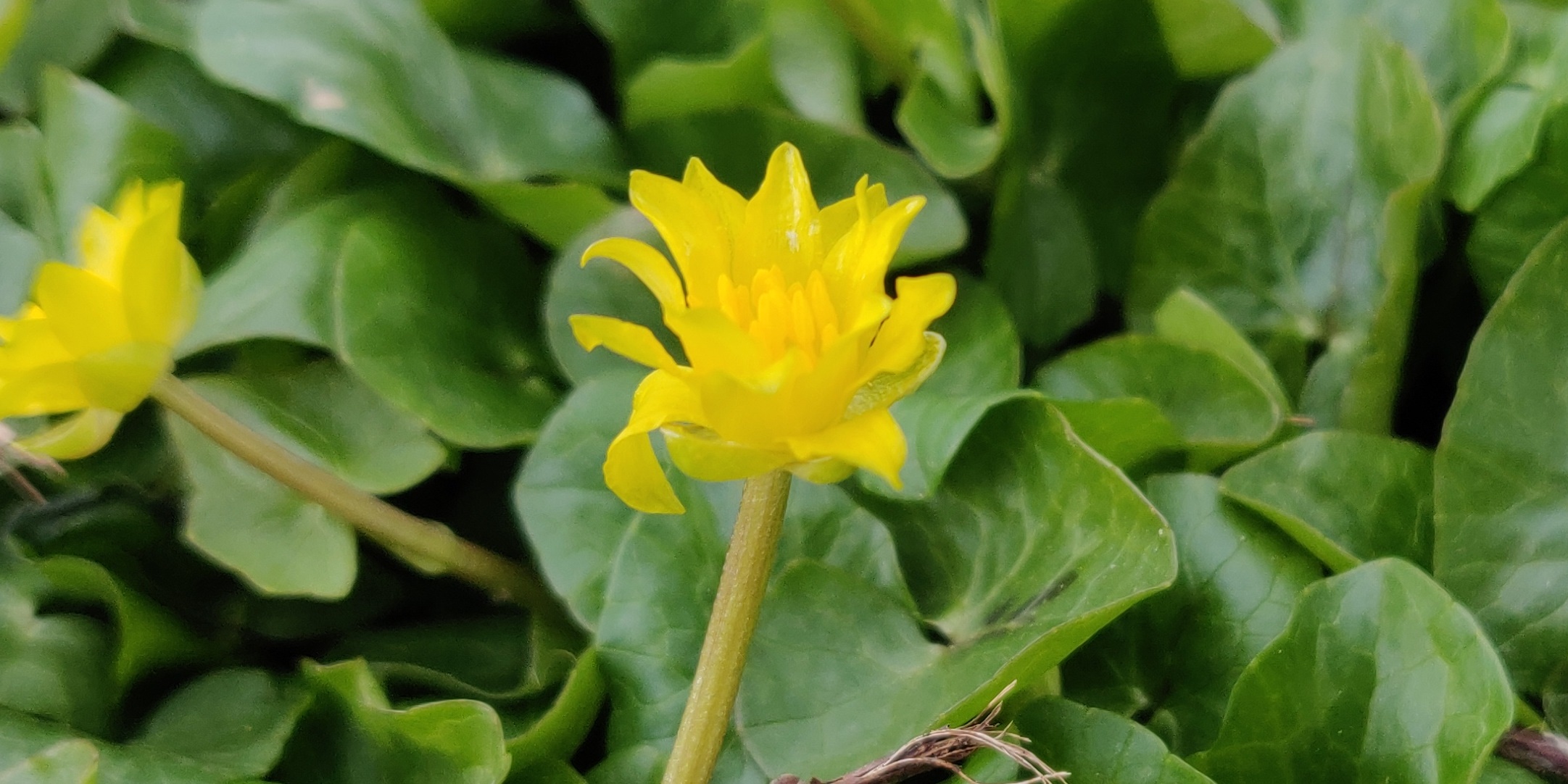 Annexe IMG_20200329_120107R2.jpg