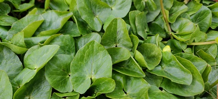 Annexe IMG_20200329_120118R.jpg