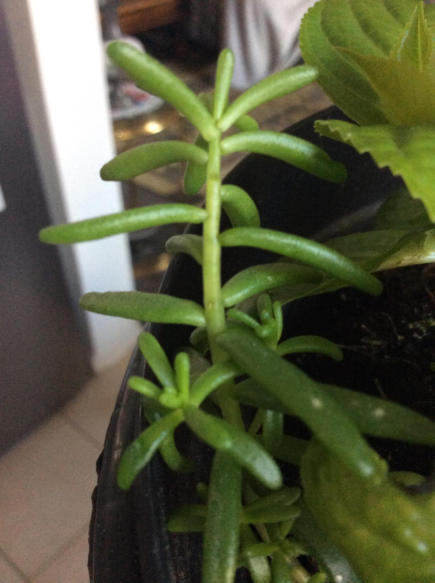 Annexe 91036639_234923207556124_2282309556254015488_n.jpg