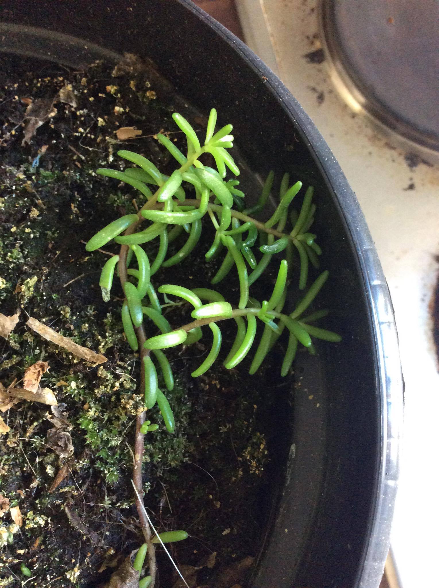 Annexe 91120257_504622336888178_4124210936888164352_n.jpg