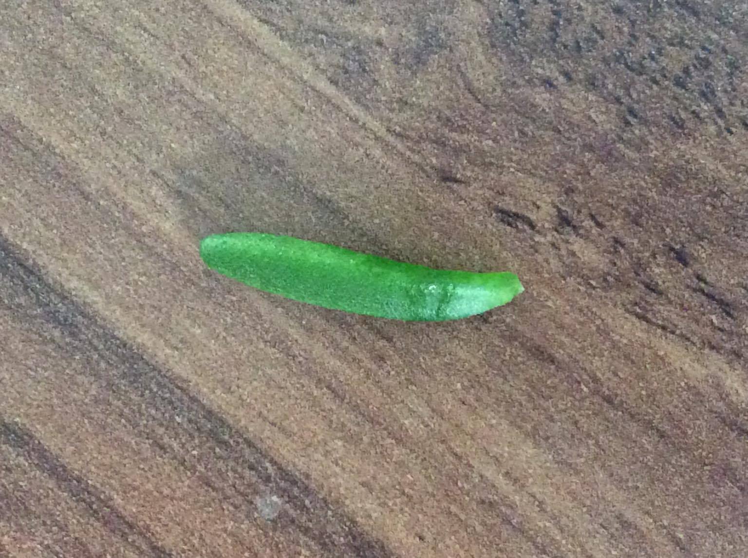 Annexe 91192232_2621712784623108_7507835629225377792_n.jpg