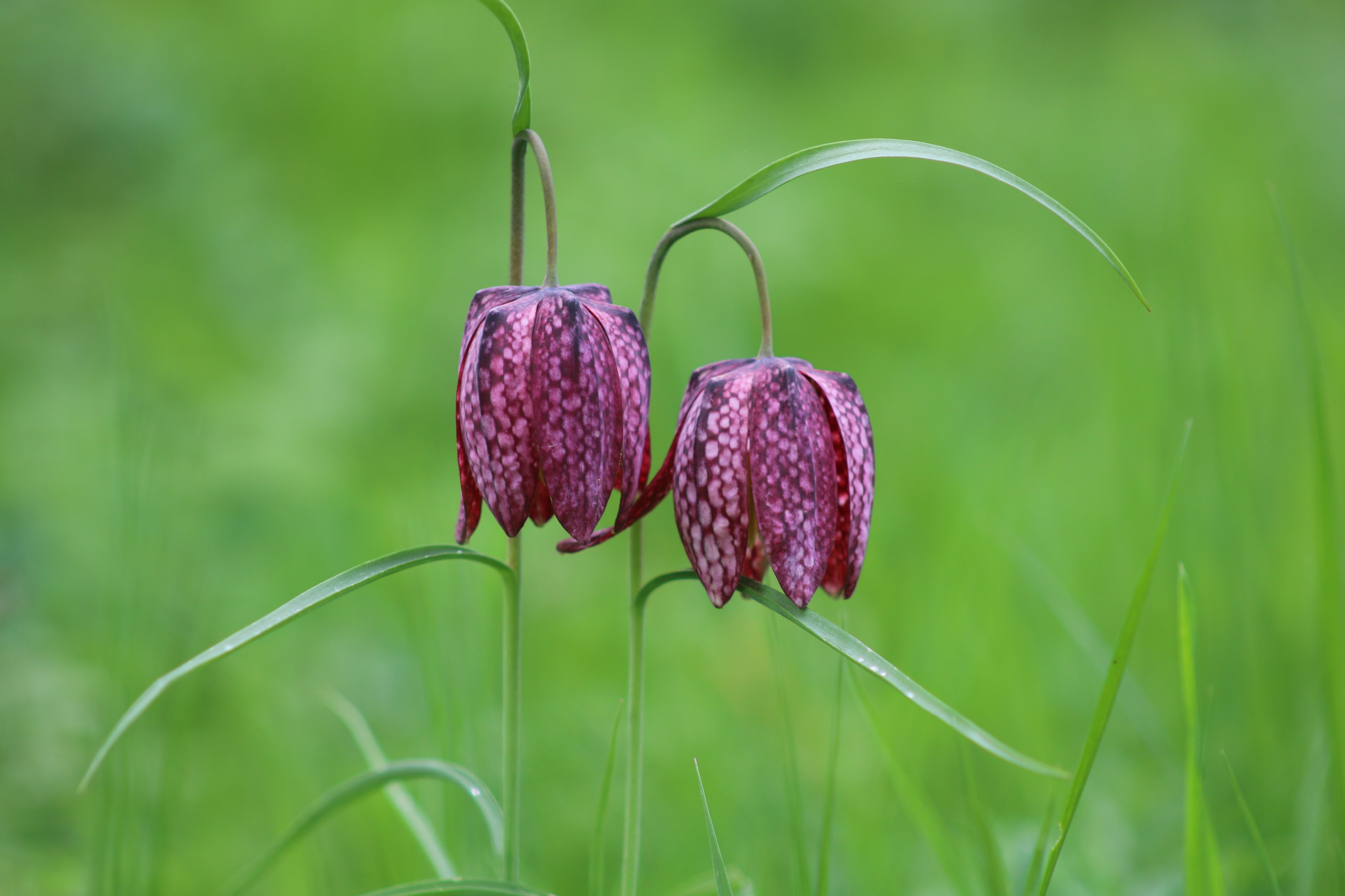 Annexe 88281277_286317585682316_2424149906311610368_n.jpg