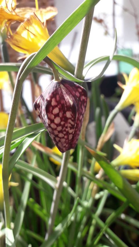 Annexe 91408186_668225597078874_1644591454934269952_n.jpg