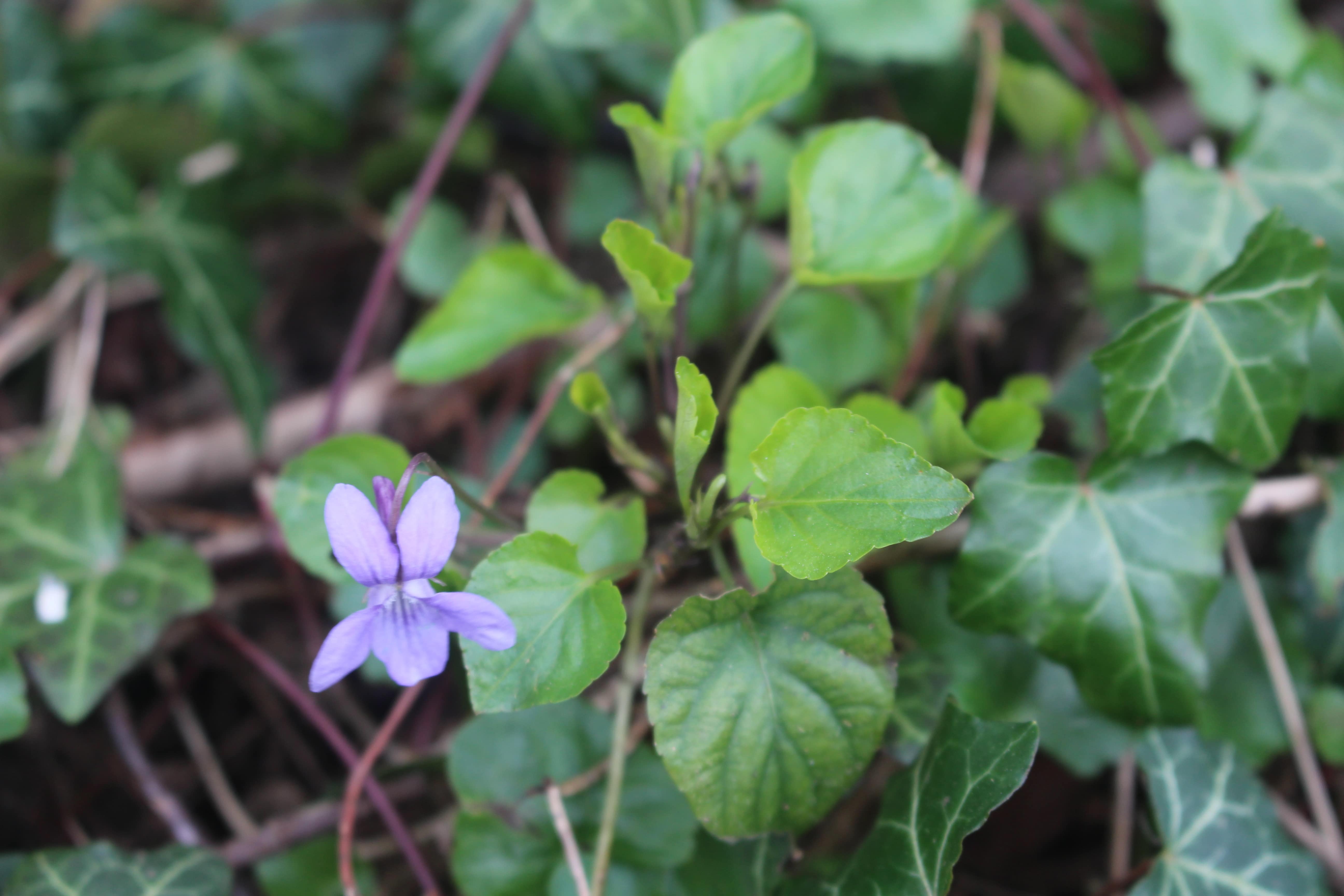 Annexe IMG_3715-min.JPG