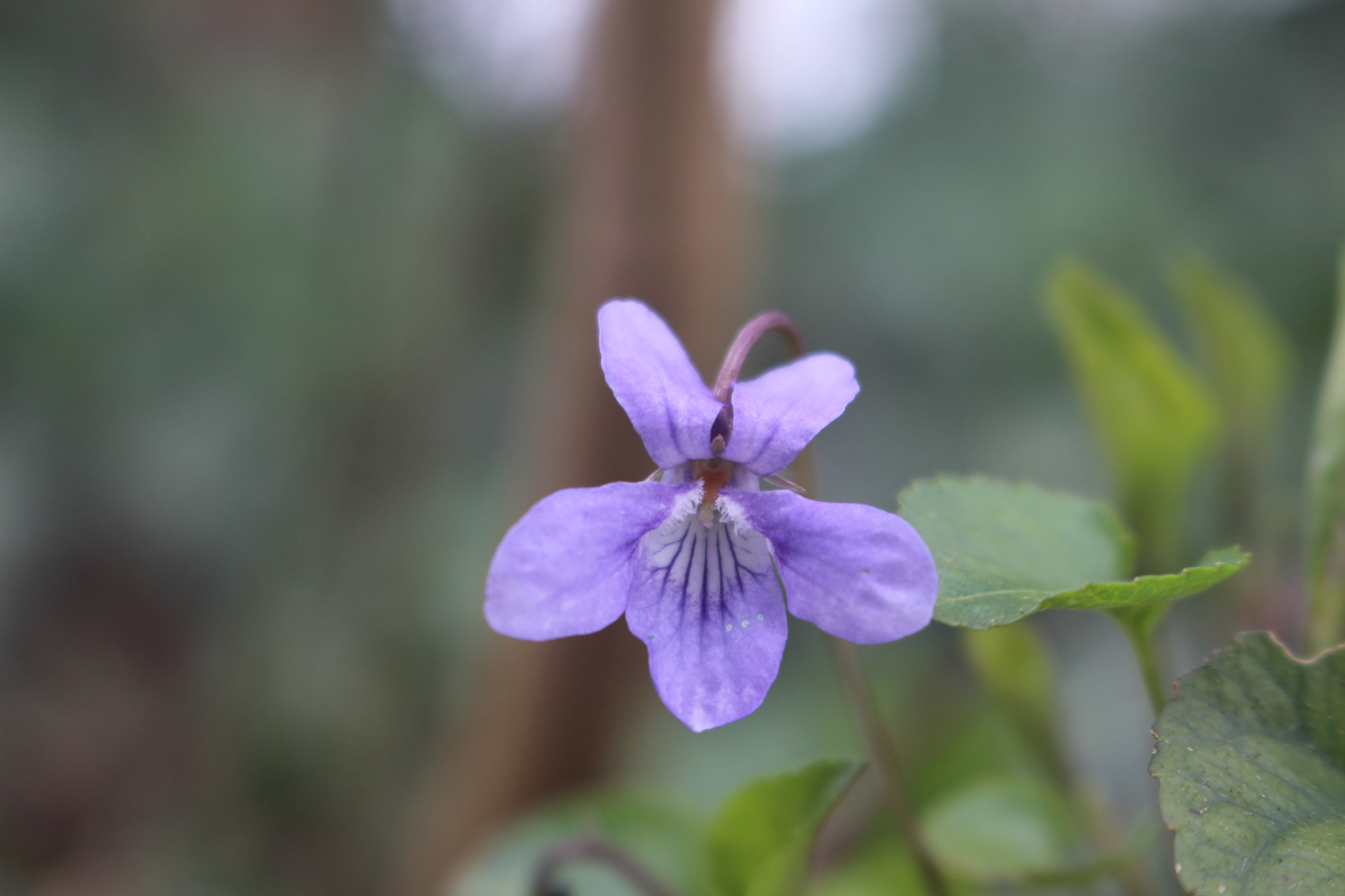 Annexe IMG_3727-min.JPG