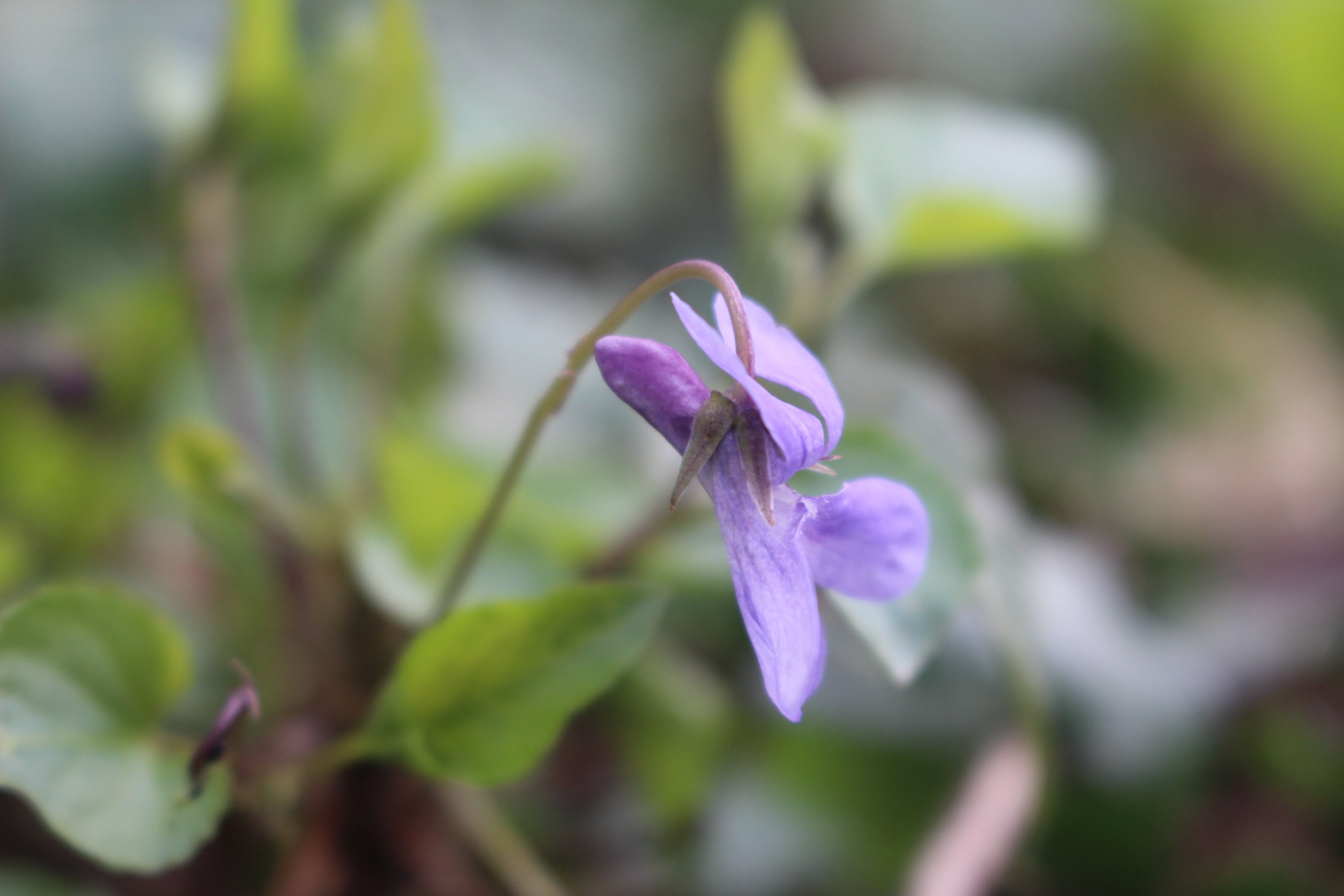 Annexe IMG_3728-min.JPG