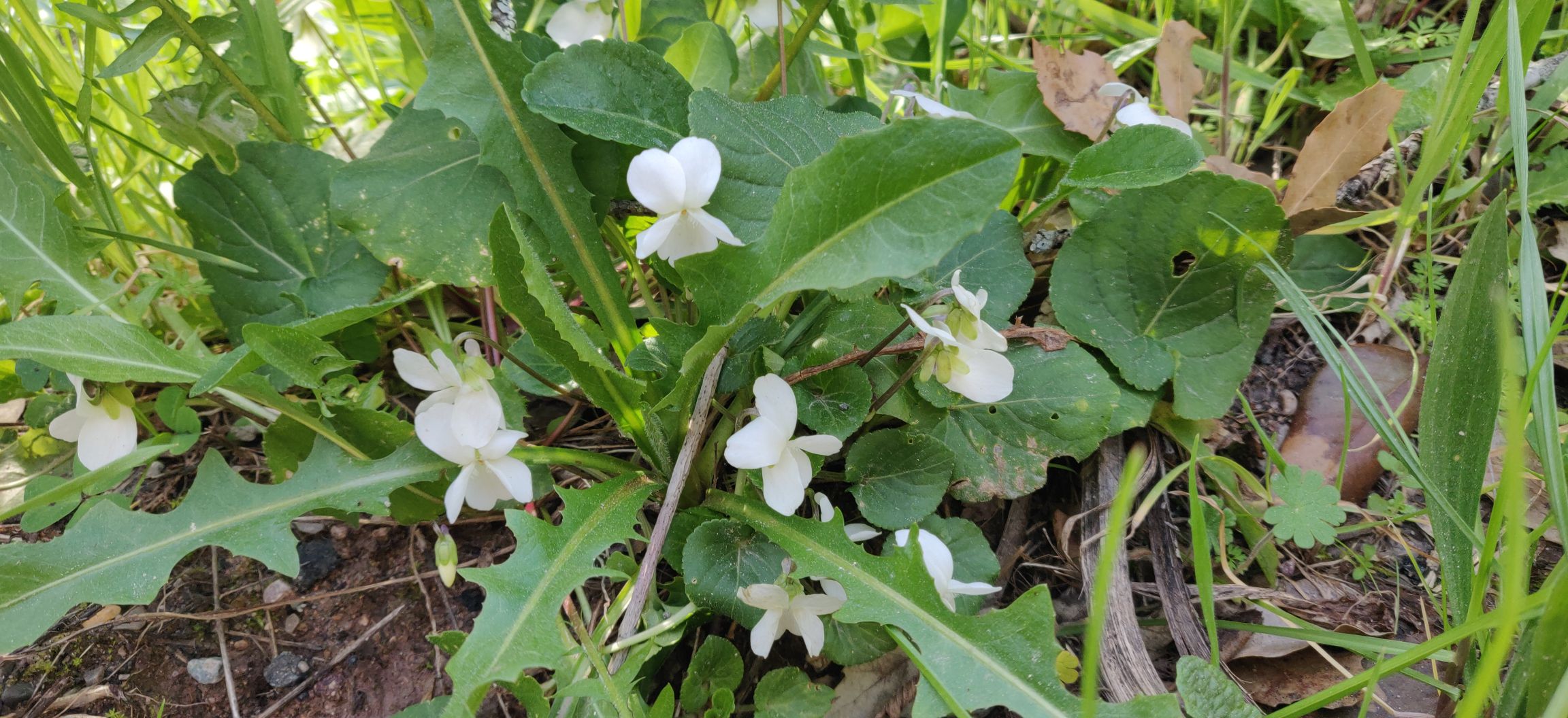 Annexe Violette blanche 1.jpg