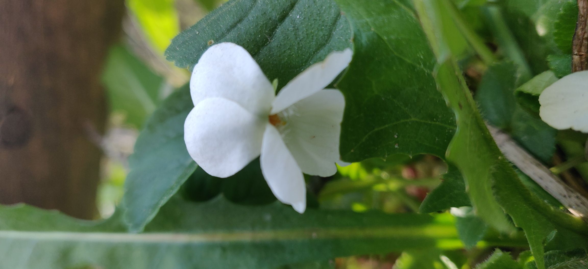 Annexe Violette blanche.jpg