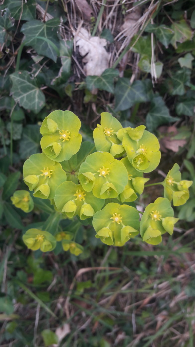 Annexe 20200329_145659.jpg