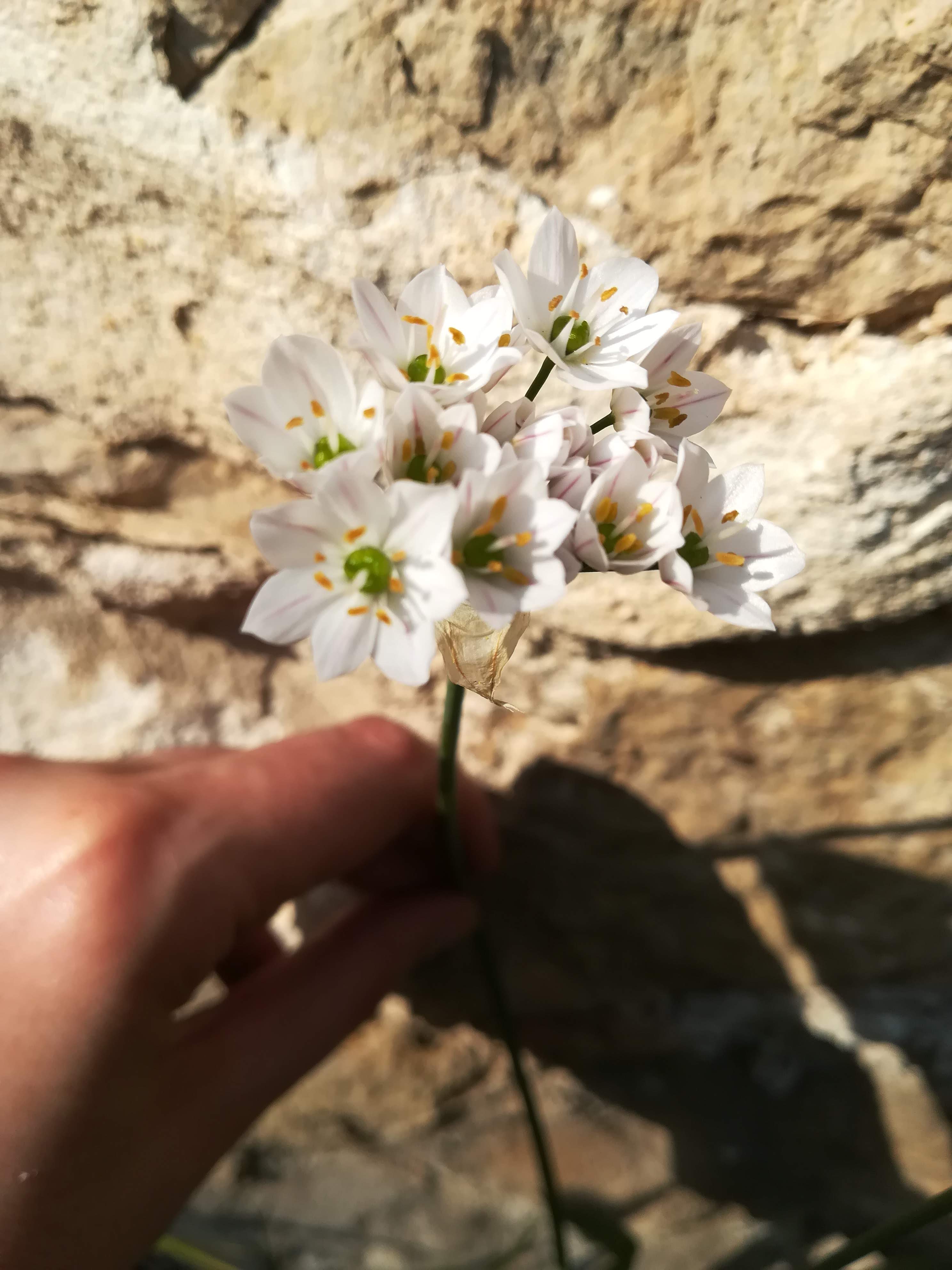 Annexe IMG_20200329_155111.jpg