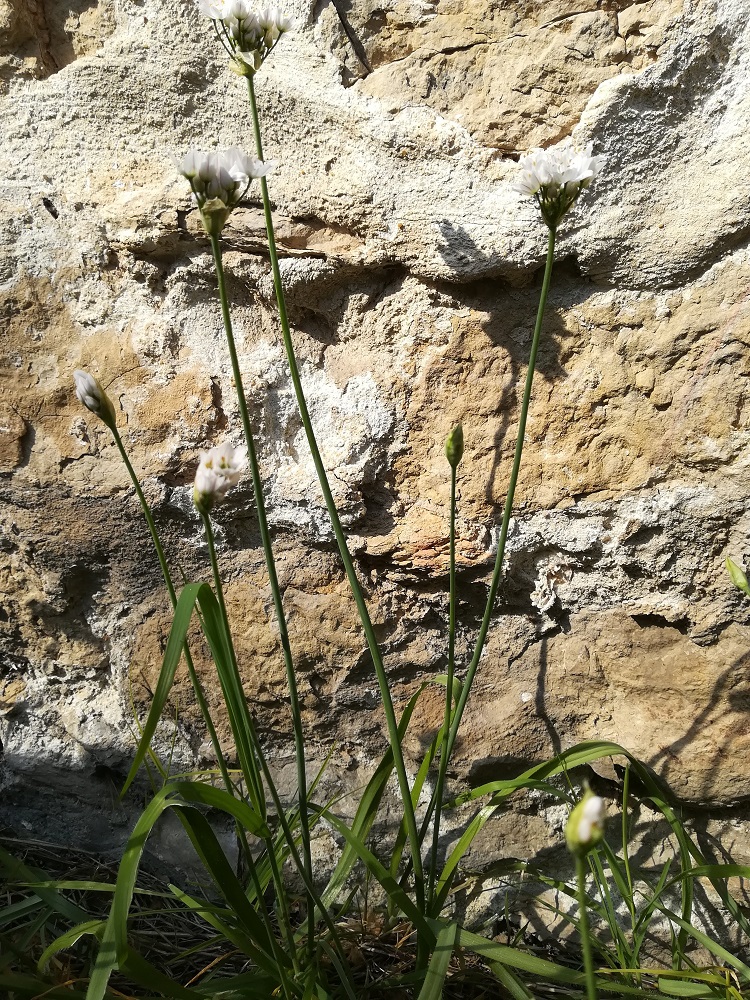 Annexe IMG_20200329_155128.jpg