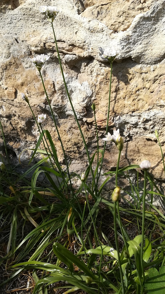 Annexe IMG_20200329_155245.jpg