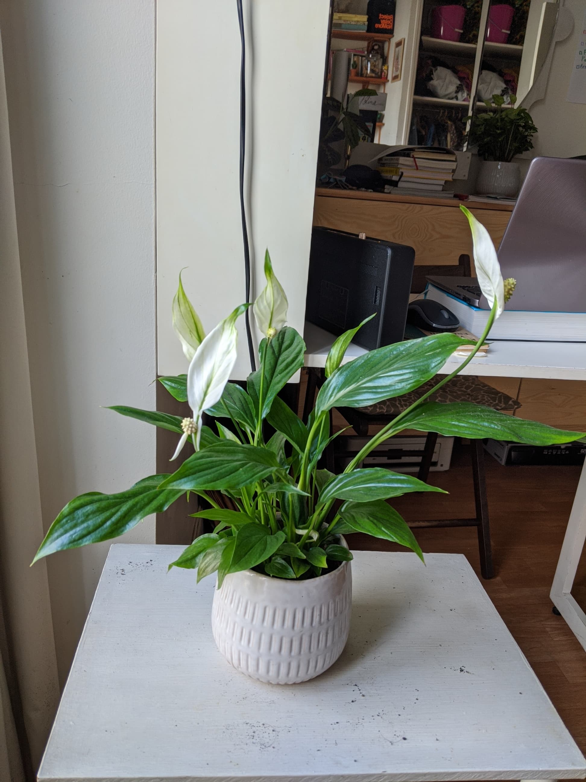 Annexe 90842291_670122917071562_1336889844546142208_n.jpg