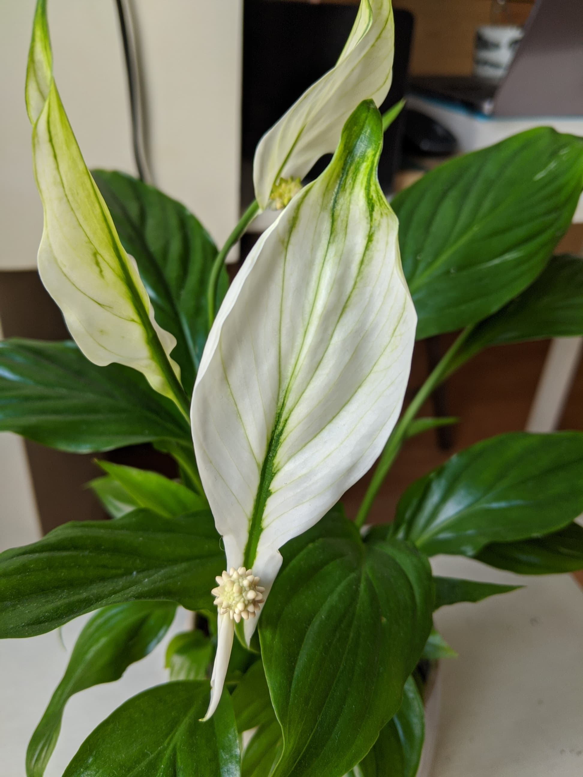 Annexe 90916979_1464195973762050_1050617801682714624_n.jpg