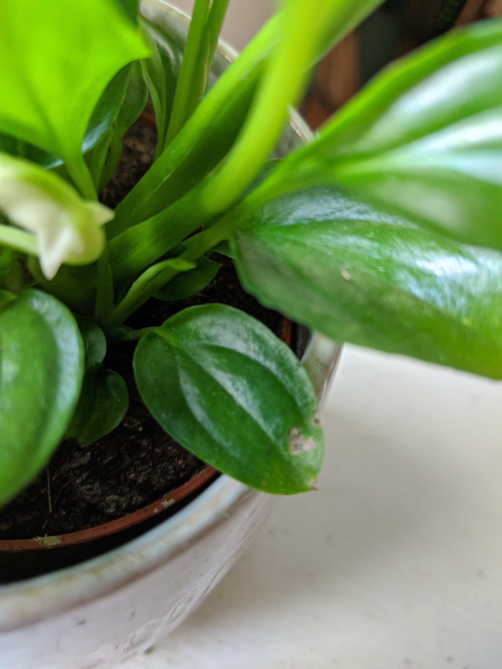 Annexe 91634042_228875978234127_2355949515028037632_n.jpg