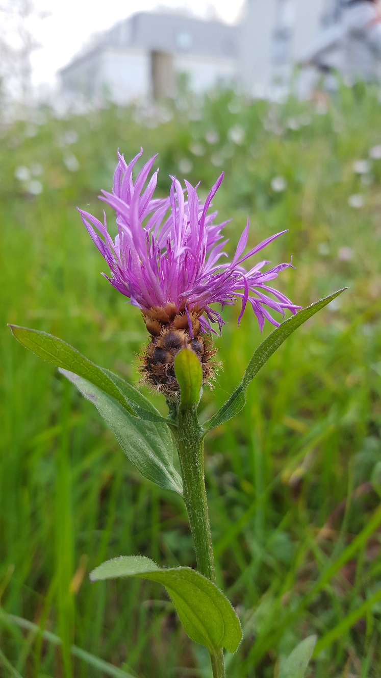 Annexe 20200328_180103_50.jpg