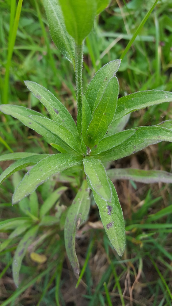 Annexe 20200328_180116_75.jpg