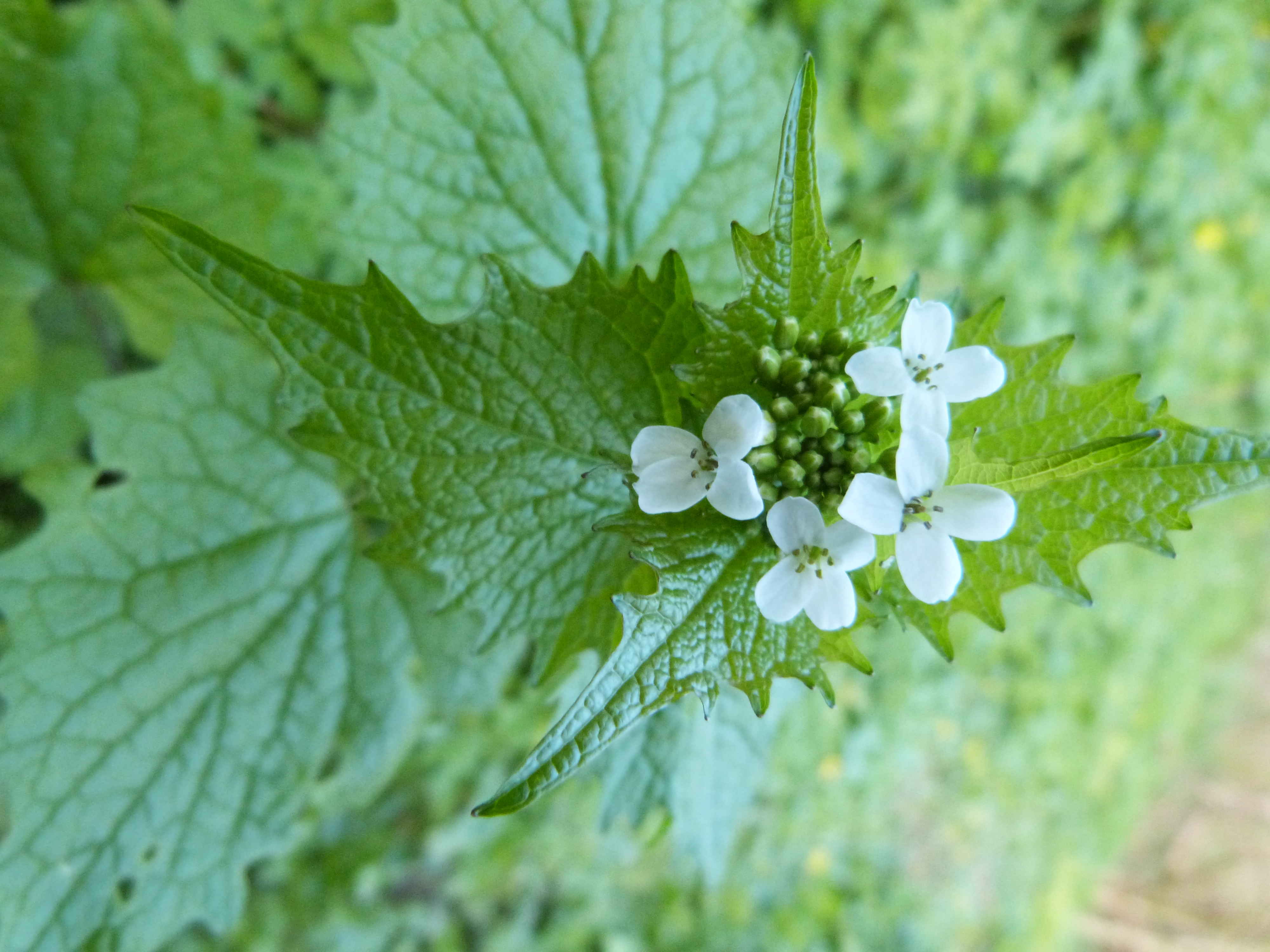 Annexe P1080281 (copie).JPG