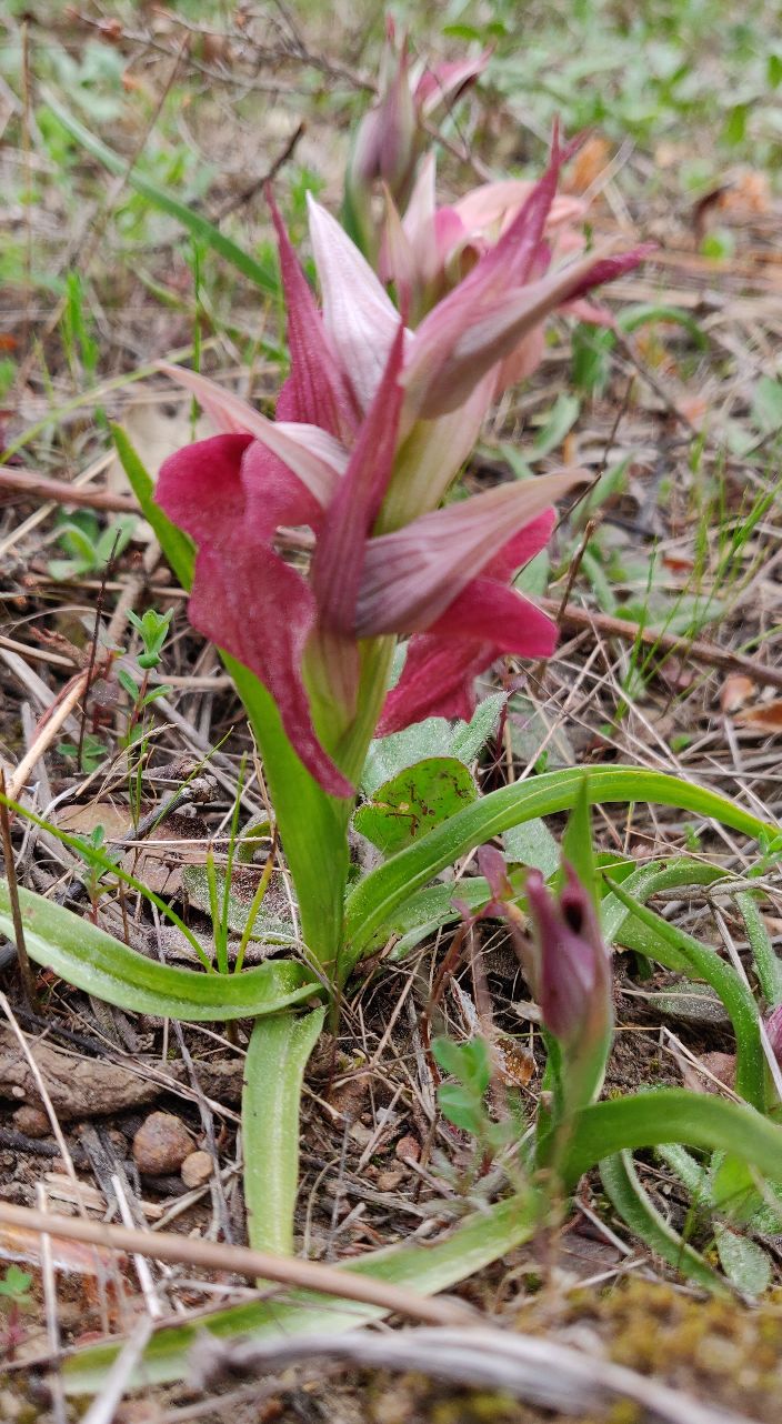 Annexe Orchidée sauvage 1.jpg
