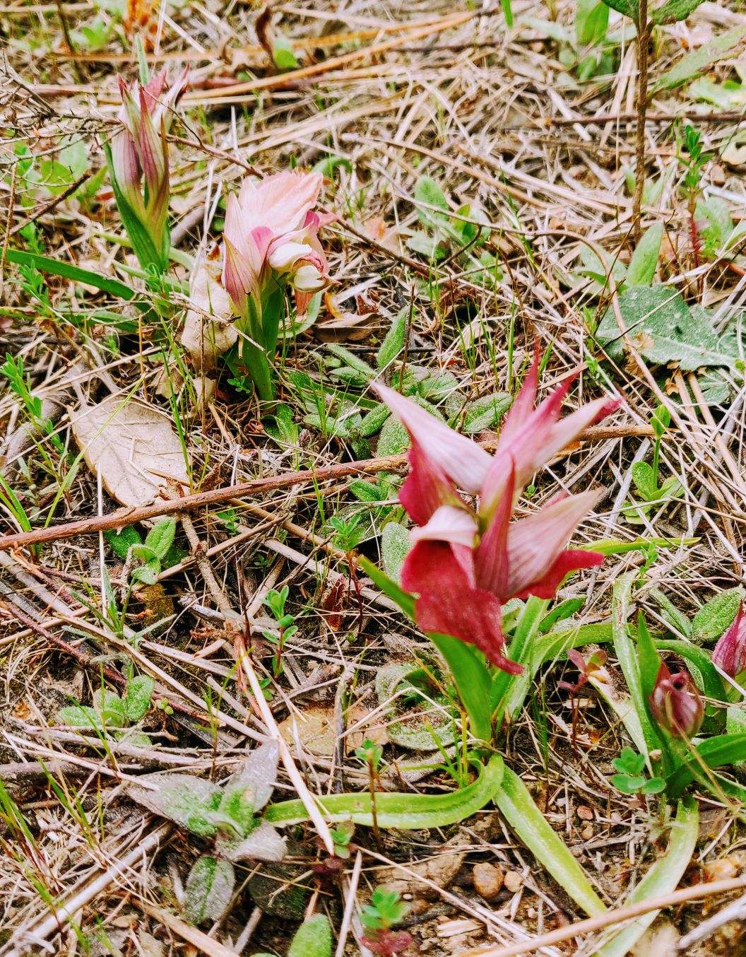 Annexe Orchidée sauvage 2.jpg