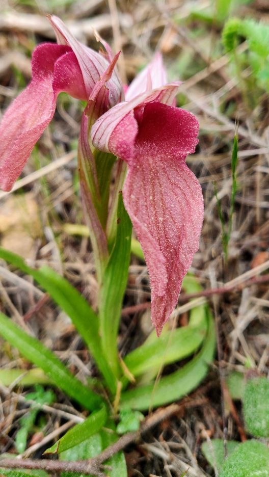 Annexe Orchidée sauvage.jpg