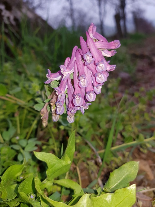 Annexe 20200329_161101.jpg