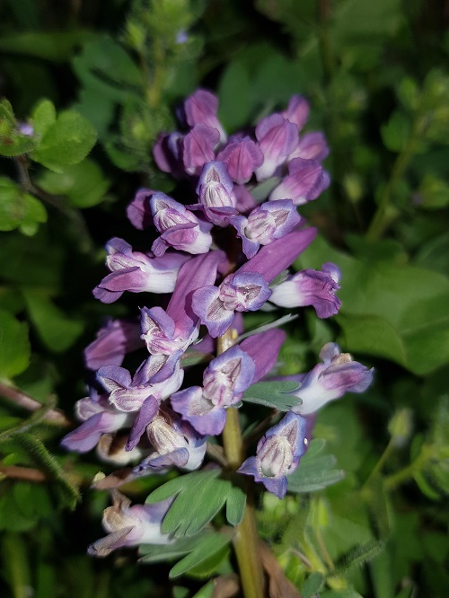 Annexe 20200329_161140.jpg